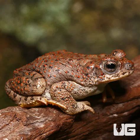 Southern Toads For Sale Underground Reptiles