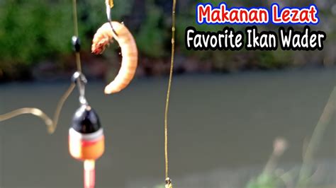 Mancing Ikan Wader Umpan Ulat Hongkong Terbukti Gacor YouTube