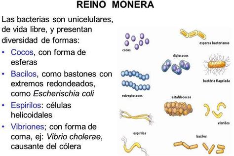 Características y ejemplos del REINO MONERA RESUMEN CORTO