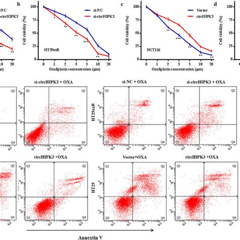 Circhipk3 Leads To Oxaliplatin Resistance In Crc Cell Lines A And B