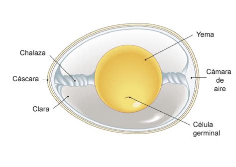 Partes Del Huevo MÉtodos Y TÉcnicas Culinarias