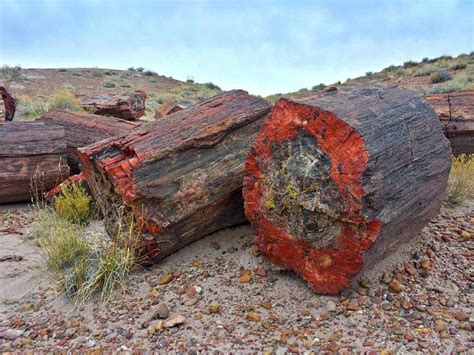 225 Million Year Old Petrified Opal Tree Trunk Located In Arizona