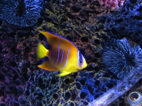 Juvenile Queen Angelfish Zoochat