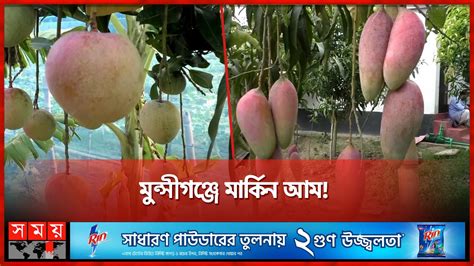 গাছে পাতার চেয়েও বেশি আম Mango Cultivation Mango Season Seasonal Fruits Somoy Tv Youtube