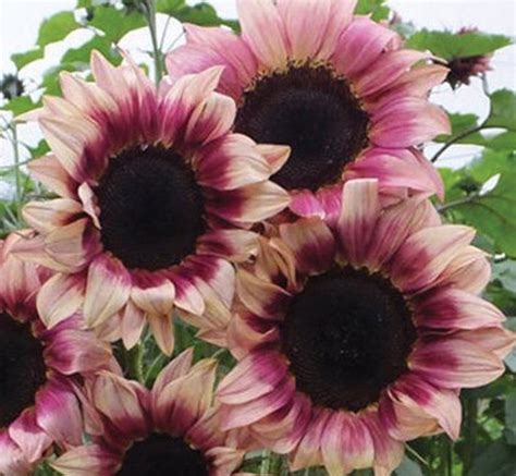 Pro Cut® Plum Sunflower Seeds Etsy