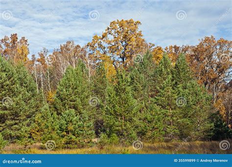 Kiefern Und Eichen Stockbild Bild Von Landschaft Jahreszeit