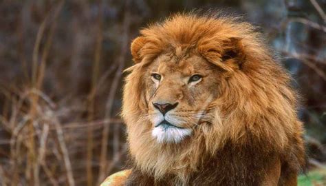 What Color Is Lion Fur • Support Wild