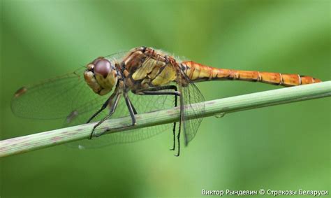 Sympetrum Vulgatum Стрекозы Беларуси Odonata Of Belarus