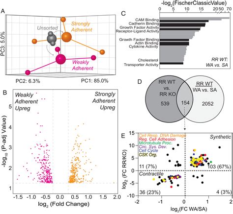 Heterogeneous Expression Of Alternatively Spliced LncRNA Mediates