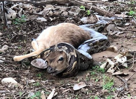 python kills  deer rnatureismetal