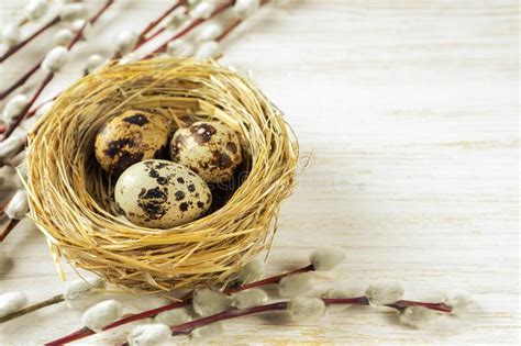 Ovos De Codorniz De Páscoa No Ninho E Galho De Salgueiro Sobre Fundo