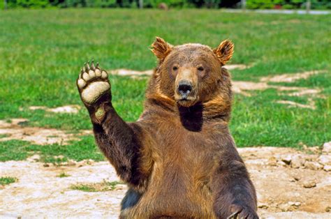 Fotos de Osos imágenes del Oso Pardo en la Naturaleza