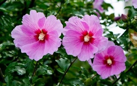 무궁화 Rose of Sharon national flower of Korea