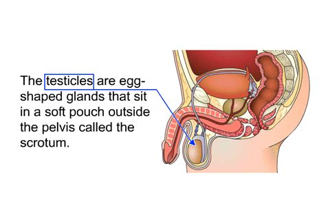 Testicular Cancer