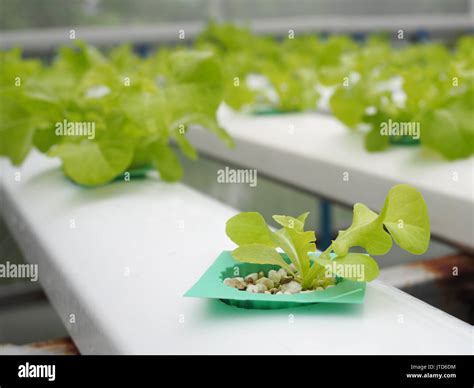 Hydroponic Vegetables Being Grown In White Racks Using Hydroponic