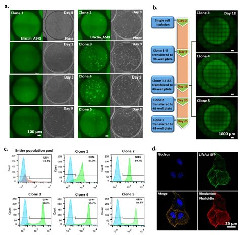 Clonality Validated Monoclonal Cell Lines Established By An Scc Device