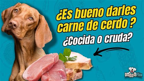 Descubre Si Los Perros Pueden Comer Carne De Cerdo Todo Lo Que