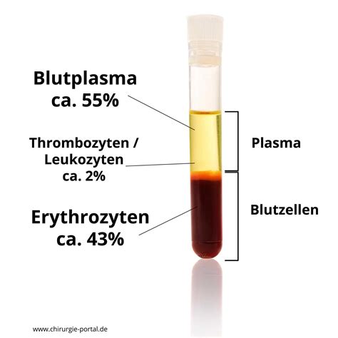 Was Ist Ein Blutbild