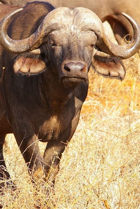 Cape Buffalo Facts Animal Facts Encyclopedia African Buffalo