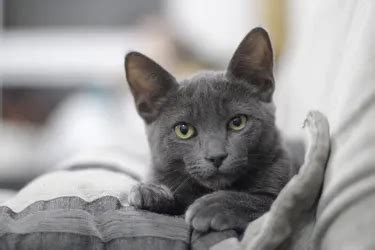 Chartreux Cats: What to Know