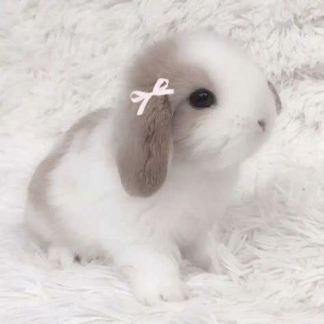 cute bunny pfps  icons  discord instagram tiktok