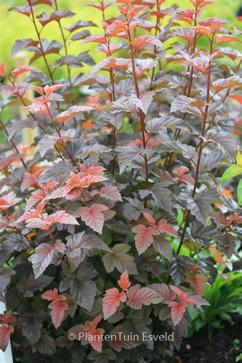 Physocarpus Opulifolius Andre Plantentuin Esveld