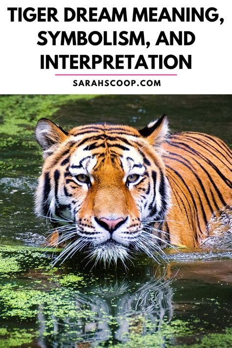 Tiger Dream Meaning 40 Types Of It And Their Interpretations