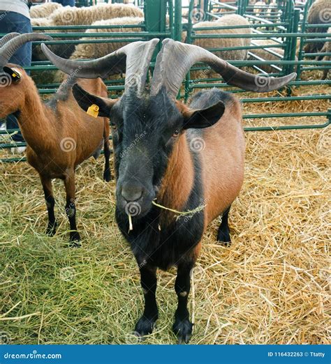 Goat Big Horns Stock Photos Download 1916 Royalty Free Photos