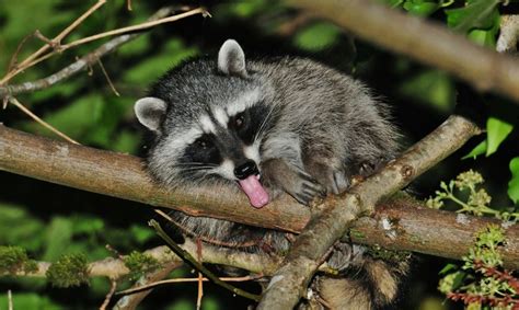 9 Funny Raccoon Pictures to Make You Smile Today - Birds and Blooms