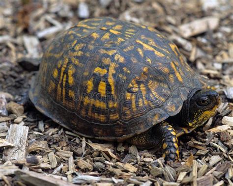 Keeled Box Turtle Stock Photos - Free & Royalty-Free Stock Photos from ...