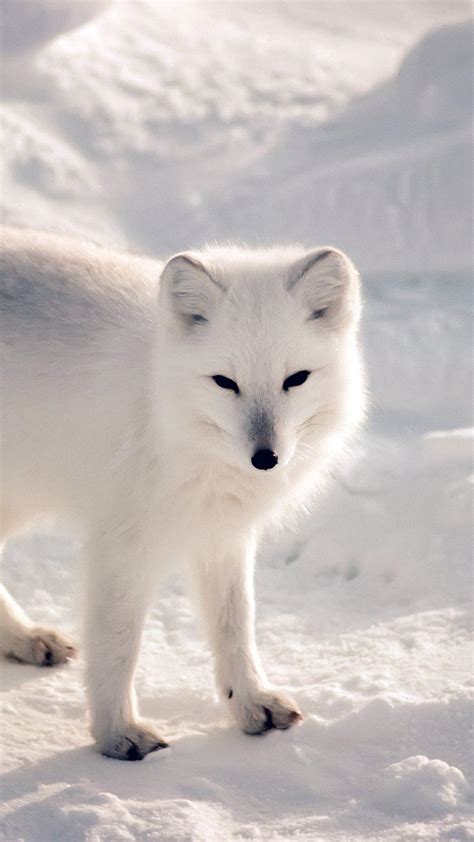 Arctic Fox Wallpapers - Top Free Arctic Fox Backgrounds - WallpaperAccess