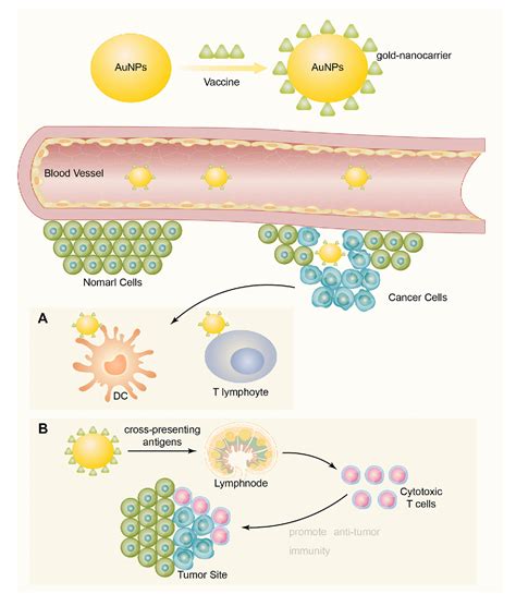 Figure 1 From The Application Of And Strategy For Gold Nanoparticles In Cancer Immunotherapy