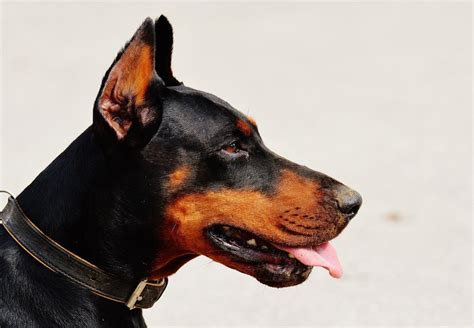 Rottweiler Doberman Mix About The Rotterman Hubpages