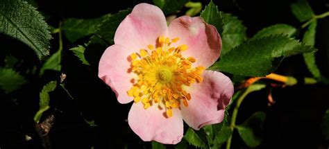 Rosada De Zarza O Zarzamora Rubus Ulmifolius Santiago Arias Flickr