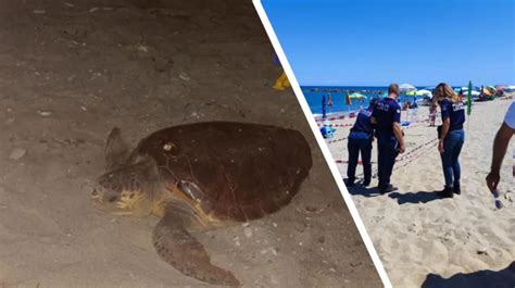 Calabria Mamma Tartaruga Sceglie Cariati Per Il Suo Nido Zona