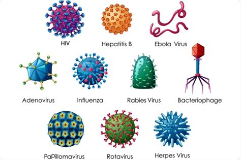 Differences Between Bacteria and Virus - Overall Science