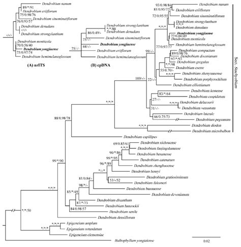 Phylogenetic Tree Obtained By Maximum Likelihood Analysis Of The