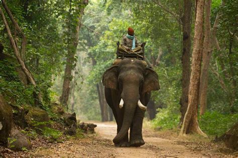 Madhya Pradesh Jungle Safari Tour Packages