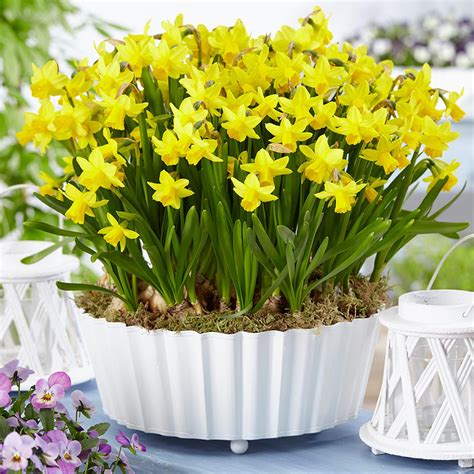 Narcissus Tete A Tete 8 10cm Jparkers