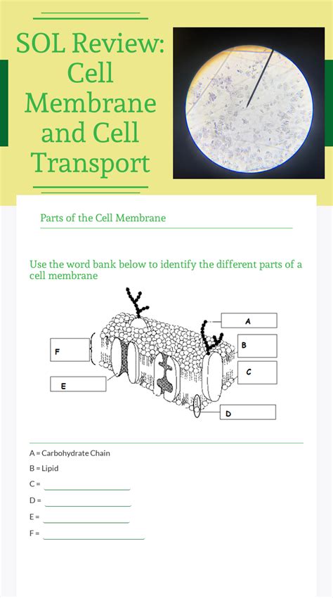 Transport Across Cell Membrane Worksheet