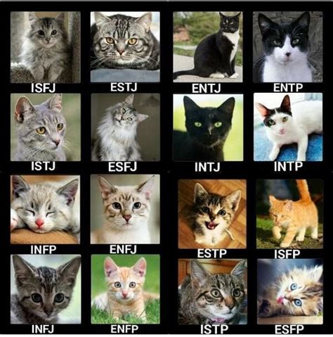 Cat Mbti Mbti Character Mbti Charts Mbti Personality