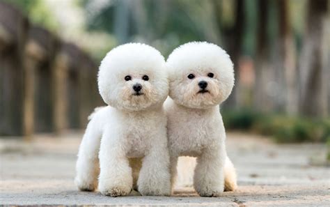 Bichon Frise Dog Breed Information & Characteristics