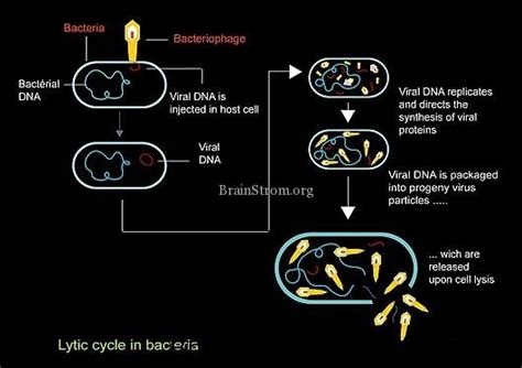 Lytic Viral Cycle Brainstrombrainstrom Power Of Science