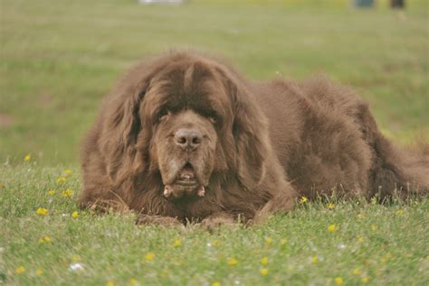 How Much Do Newfoundlands Cost