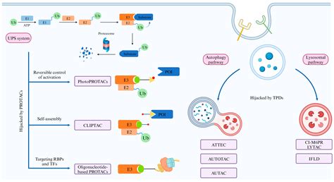 From Protac To Tpd Advances And Opportunities In Targeted Protein Degradation