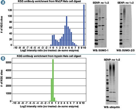 Ptmscan Discovery Cst Cell Signaling Technology