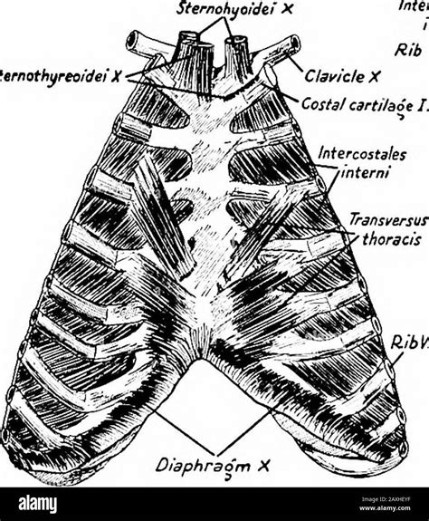 Intercostal muscle anatomy Cut Out Stock Images & Pictures - Alamy