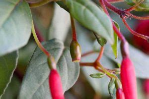 How to Harvest and Save Fuchsia Seeds | Gardener’s Path