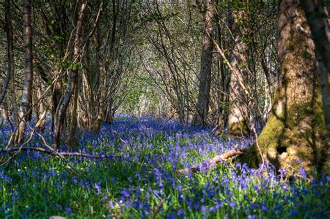 Bluebell Woods In Essex 22 Beautiful Walks