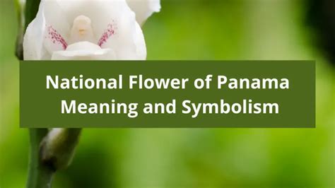 What is the national flower of Panama, Meaning and Symbolism